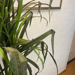 フェイクグリーン　　高さ180㎝の画像