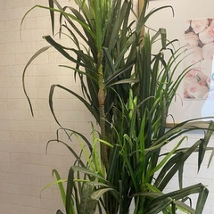 フェイクグリーン　　高さ180㎝の画像