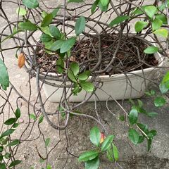 テイカカズラ プランター 鉢 苗 植木 盆栽の画像
