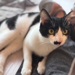 コンビニの駐車場に居た、白黒鼻ぶちリオくん🖤随時見学出来ます⭕️...