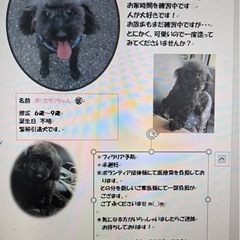 プードル女の子