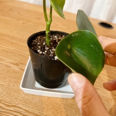 ⭕️ペペロミア ジェイド 土植②🪴の画像