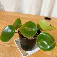 ⭕️ペペロミア ジェイド 土植①🪴の画像