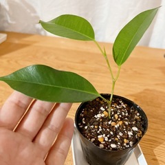 お取引中❌ベンジャミン 土植え🪴の画像