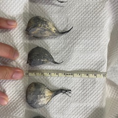 【取引予定者確定/キャンセル待ち可】の画像