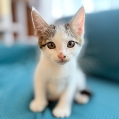  【里親募集】マシュマロみたいな白キジの子猫。あなたの腕の中でゴ...