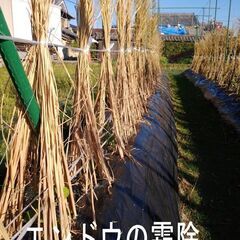 天日干し稲わら２括り（２４束）の画像