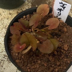 🌸睡蓮（ヴィオリシャス）1ポットの画像