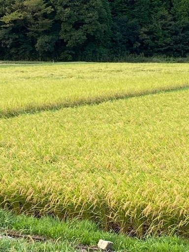  令和7年産　新米
コシヒカリ玄米　30kg  