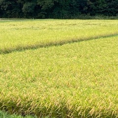 限定2袋 　コシヒカリ玄米　30kg  の画像