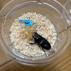 国産ヒラタクワガタ  ペア
の画像