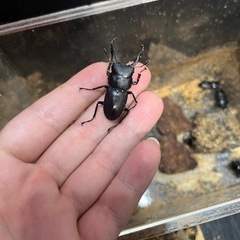 大阪産コクワガタ　ペアの画像