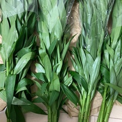 百合の花　20本の画像