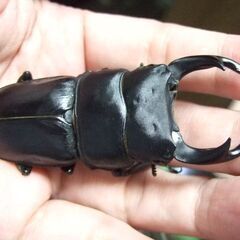佐賀県産オオクワガタ F11 ♂74ミリ ♀48.2ミリ　ペアの画像