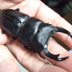 佐賀県産オオクワガタ F11 ♂74ミリ ♀48.2ミリ　ペアの画像