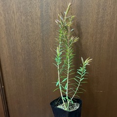 メラレウカ（ティーツリー）レッドジェムの画像