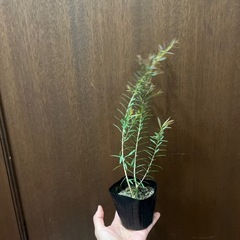 メラレウカ（ティーツリー）レッドジェムの画像