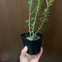 メラレウカ（ティーツリー）レッドジェムの画像