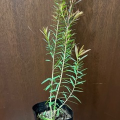 メラレウカ（ティーツリー）レッドジェムの画像