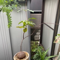 ペトペンチア　ナタレンシス　観葉植物　塊根植物　多肉植物　ビザールプランツ　レアプランツ　ガーデニング　植物　グリーン　趣味　盆栽　葉　花　庭　草　インテリア　おしゃれ　飾り　園芸　の画像