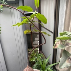 ペトペンチア　ナタレンシス　観葉植物　塊根植物　多肉植物　ビザールプランツ　レアプランツ　ガーデニング　植物　グリーン　趣味　盆栽　葉　花　庭　草　インテリア　おしゃれ　飾り　園芸　の画像