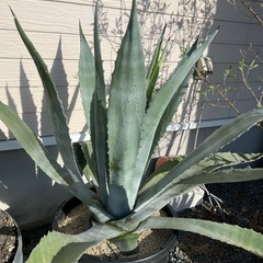 アガベ　アメリカーナ