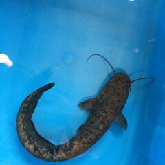 日本ナマズ（余呉湖ナマズ）イワトコナマズ　３３㎝位の画像