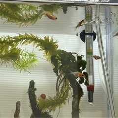 金魚の赤ちゃん✖️5匹