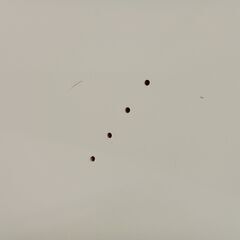 リユースのサカイ栃木店★ジモティ割あり★ NITORI ワードローブ ホワイト W99×D55×H201 クリーニング済み TC11203の画像