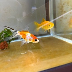 金魚の赤ちゃん✖️5匹の画像