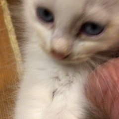 【譲渡条件緩和】愛猫3ヶ月3人を…1人は此方で引取りも🆗🐱🐱🐱