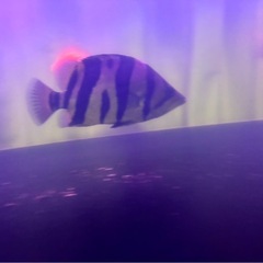 ダトニオの画像