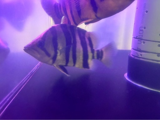 ダトニオ