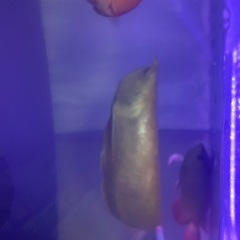 アルビノシルバーの画像
