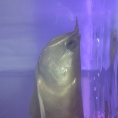 アルビノシルバーの画像