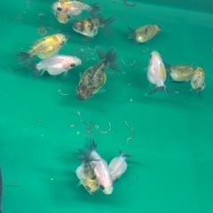 ☆決まりました☆STオランダ稚魚ランダム10匹の画像