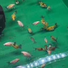 ☆決まりました☆STオランダ稚魚ランダム10匹の画像