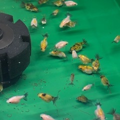 ☆決まりました☆STオランダ稚魚ランダム10匹の画像