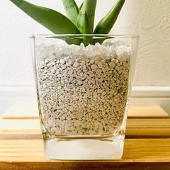 【希少】サンスベリア　シルバークラウン　観葉植物　ハイドロカルチャー　ゼオライト植えの画像
