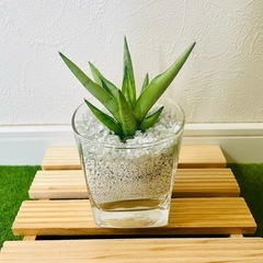 【希少】サンスベリア　シルバークラウン　観葉植物　ハイドロカルチャー　ゼオライト植えの画像