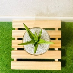 【希少】サンスベリア　シルバークラウン　観葉植物　ハイドロカルチャー　ゼオライト植えの画像