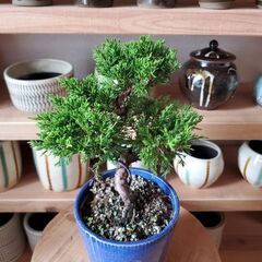 シンパク　ミニ盆栽　の画像