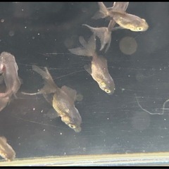 金魚  ブラックドラゴン  幼魚3匹の画像