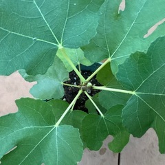 【繁栄 健康運 植木 植物】いちじく 苗 発芽済 落葉樹の画像