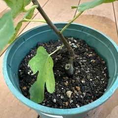 【繁栄 健康運 植木 植物】いちじく 苗 発芽済 落葉樹の画像