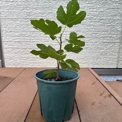 【繁栄 健康運 植木 植物】いちじく 苗 発芽済 落葉樹の画像