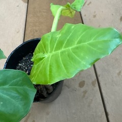 【仕事運 貯蓄運 南国植物】クワズイモ 苗 観葉植物 抜き苗の画像