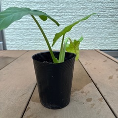 【仕事運 貯蓄運 南国植物】クワズイモ 苗 観葉植物 抜き苗の画像