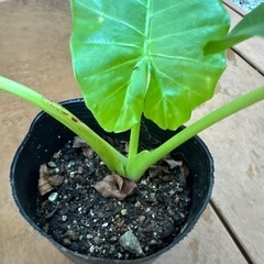 【仕事運 貯蓄運 南国植物】クワズイモ 苗 観葉植物 抜き苗の画像