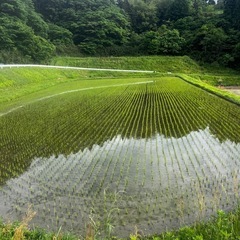 令和7年度産　コシヒカリ玄米30キロの画像
